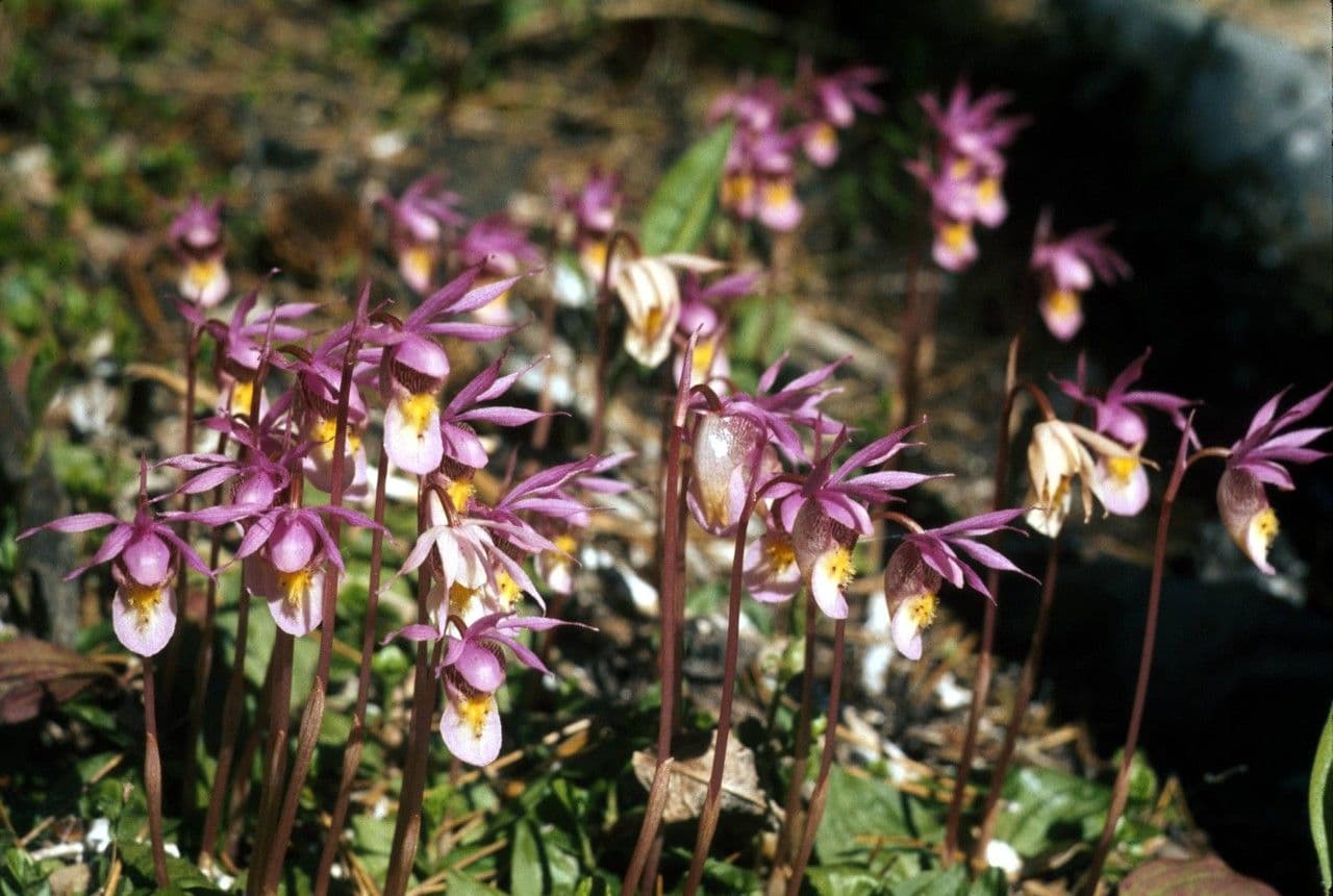 Calypso bulbosa orchid displaying distinctive pink-red flower with marked labellum in forest setting