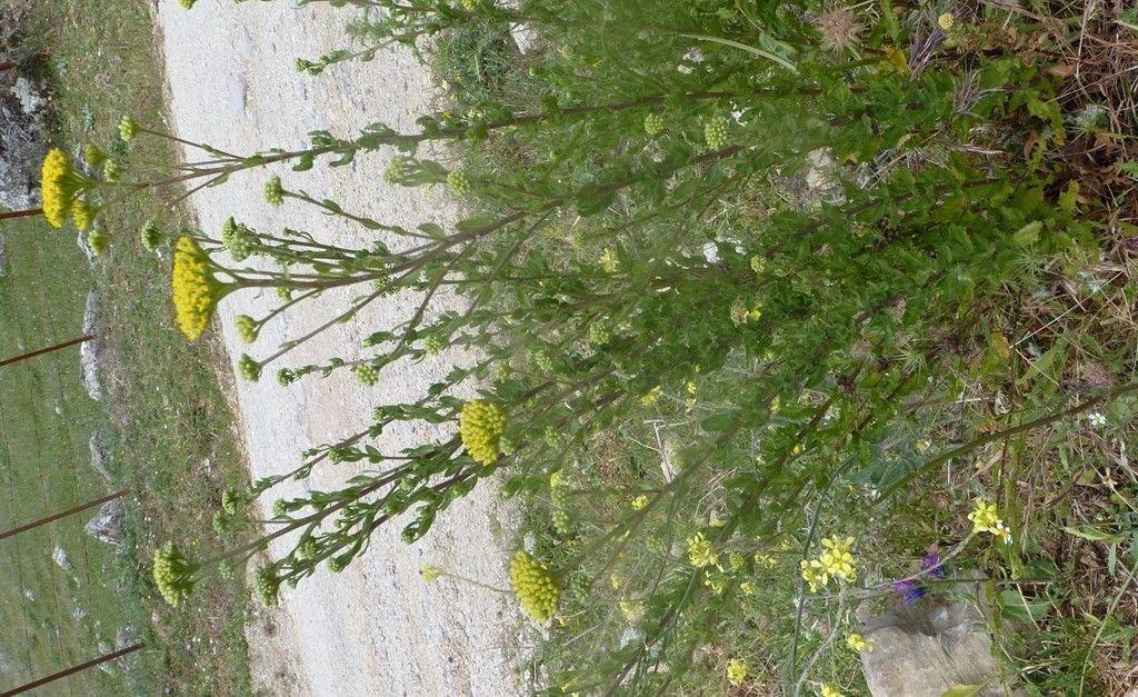 Süße Schafgarbe in voller Blüte auf einer sonnigen Böschung, mit weichen lila Blütenständen und feingliedrigem Laub