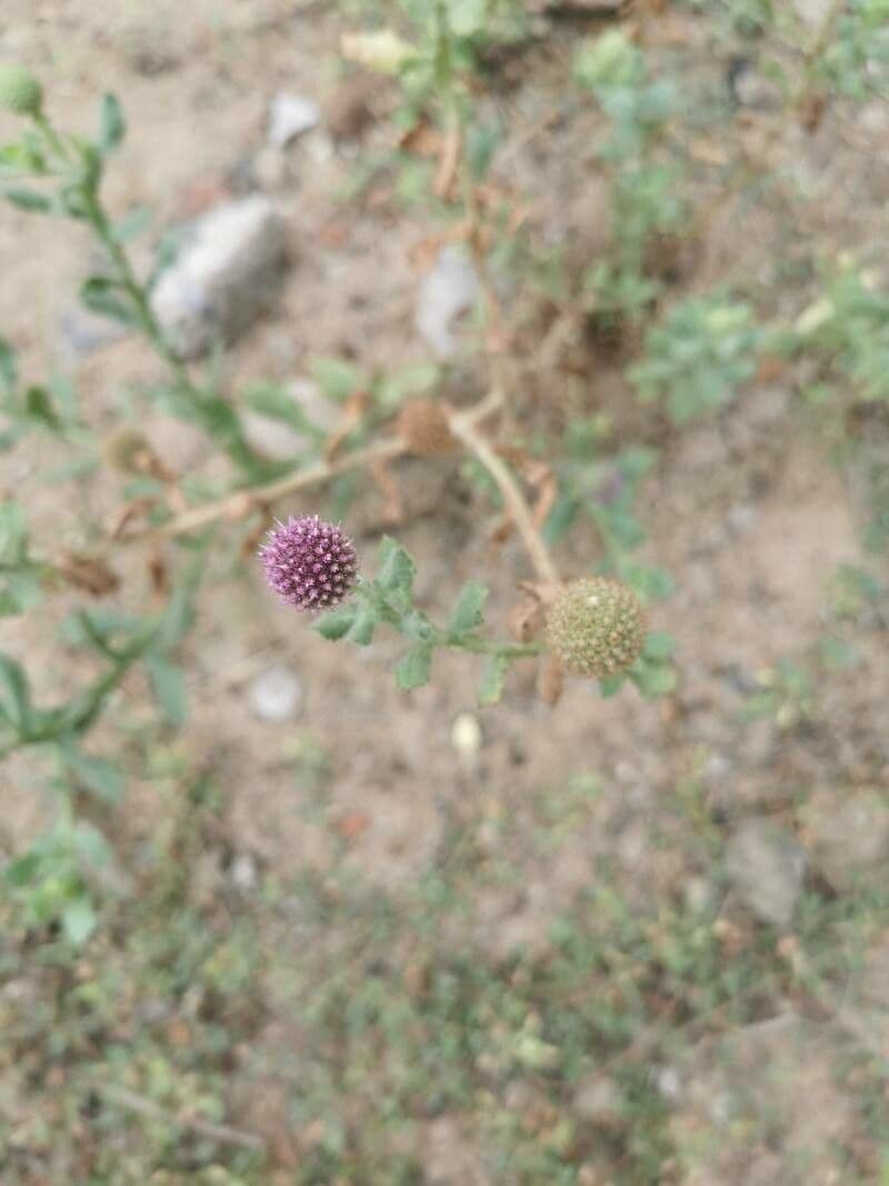 Indische Kugelblume mit bueschelartigen runden Bluetenstaenden