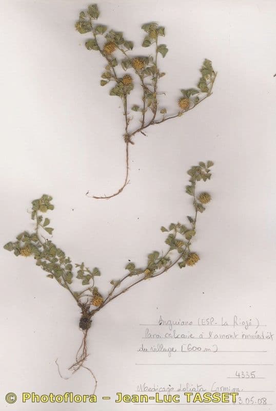 Medicago doliata Pflanze mit charakteristischen schneckengehausformigen Fruchten im Sonnenlicht