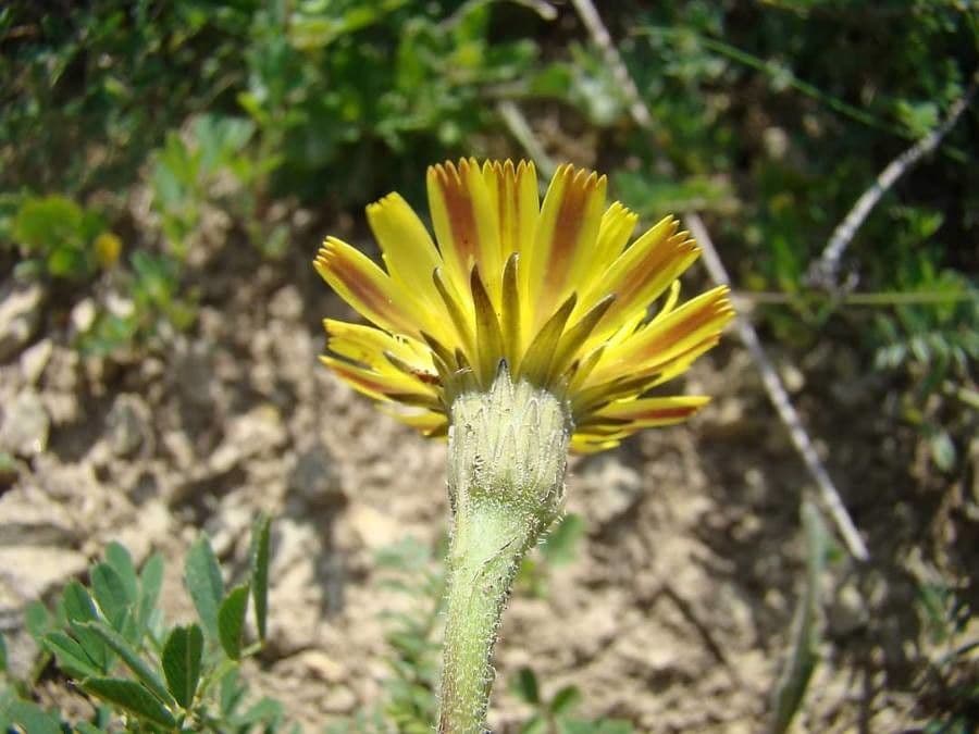 Leontodon crispus met geel bloemen in rotsuin setting