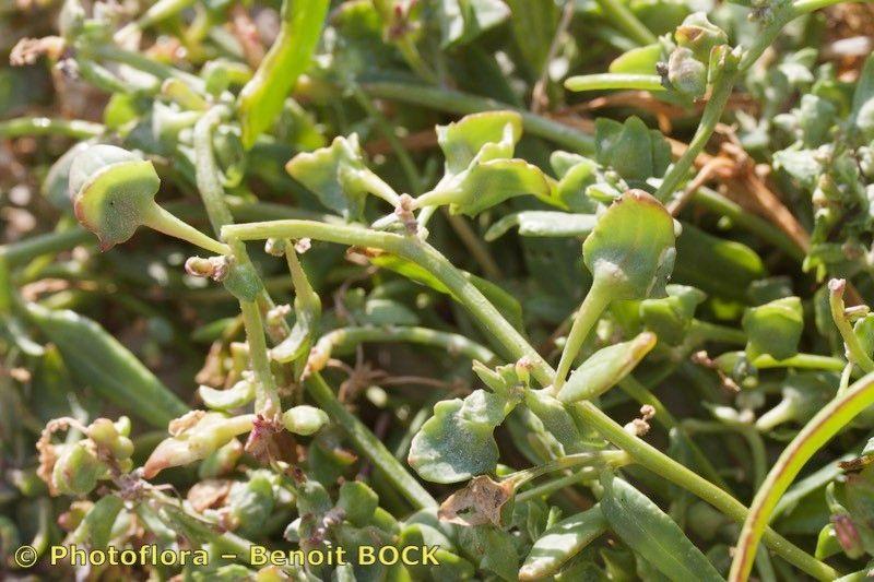 Atriplex longipes en pleine floraison sur une bande côtière sablonneuse, avec des feuilles gris-vert et des tiges florales rougeâtres bien visibles