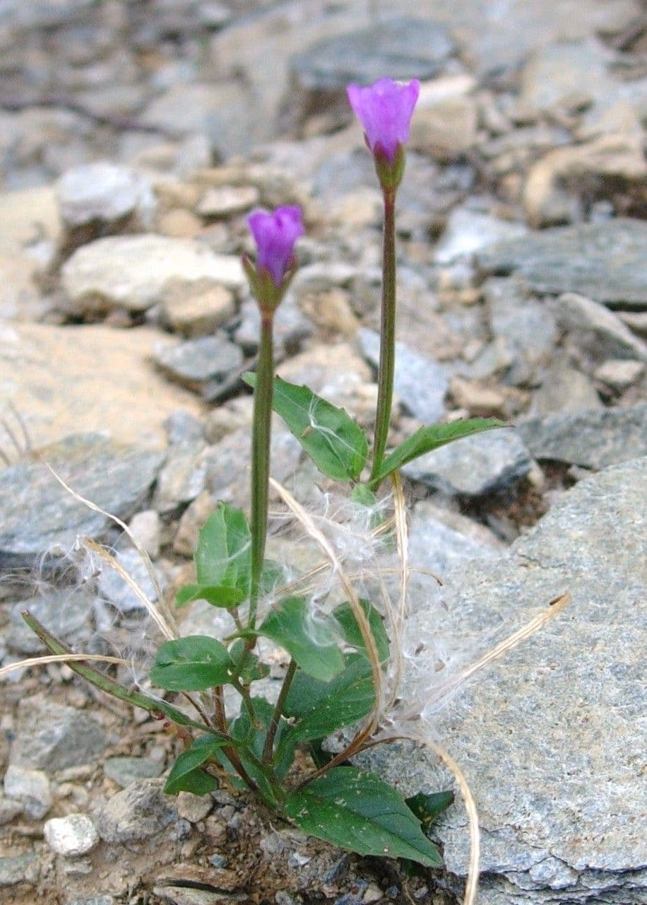 Epilobium nutans with pink-purple flowers near a mountain stream