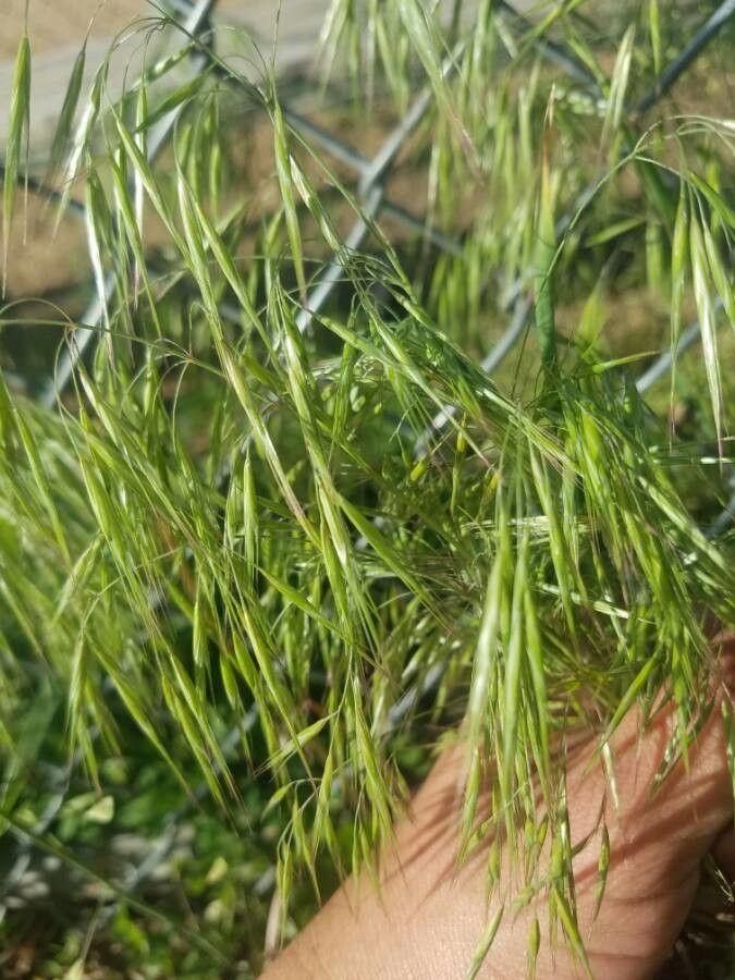 Barren brome in full growth in a lightly shaded garden area