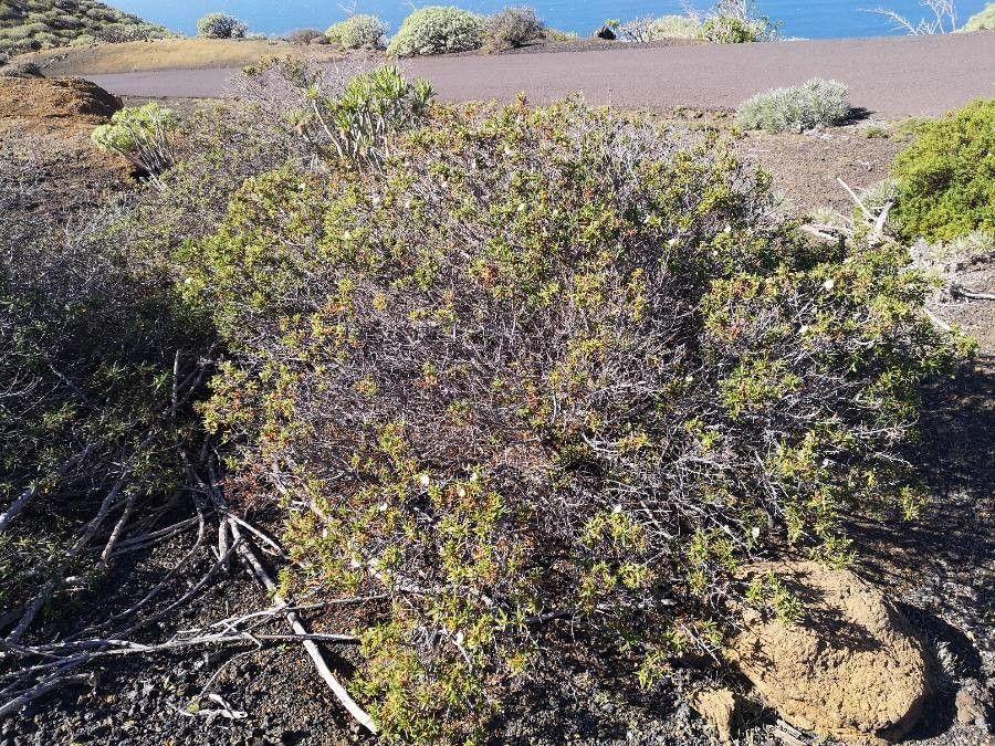 Montpellier-Zistrose in voller Blüte auf einer sonnigen Böschung