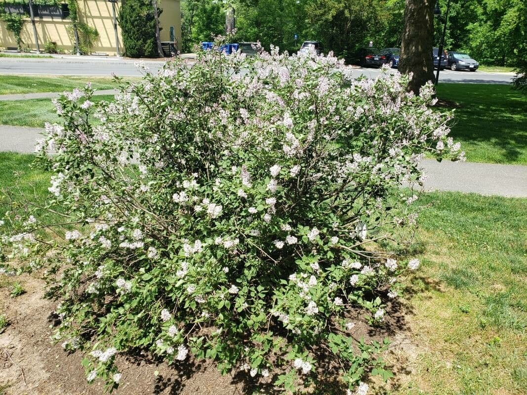 Syringa pubescens with pink-purple flower clusters