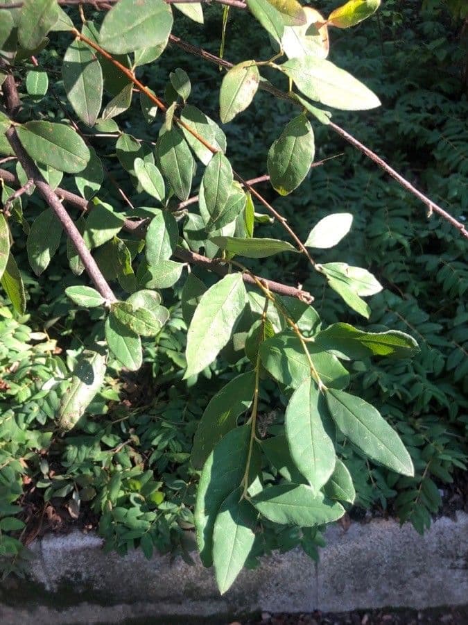 Cotoneaster cooperi foliage and berries