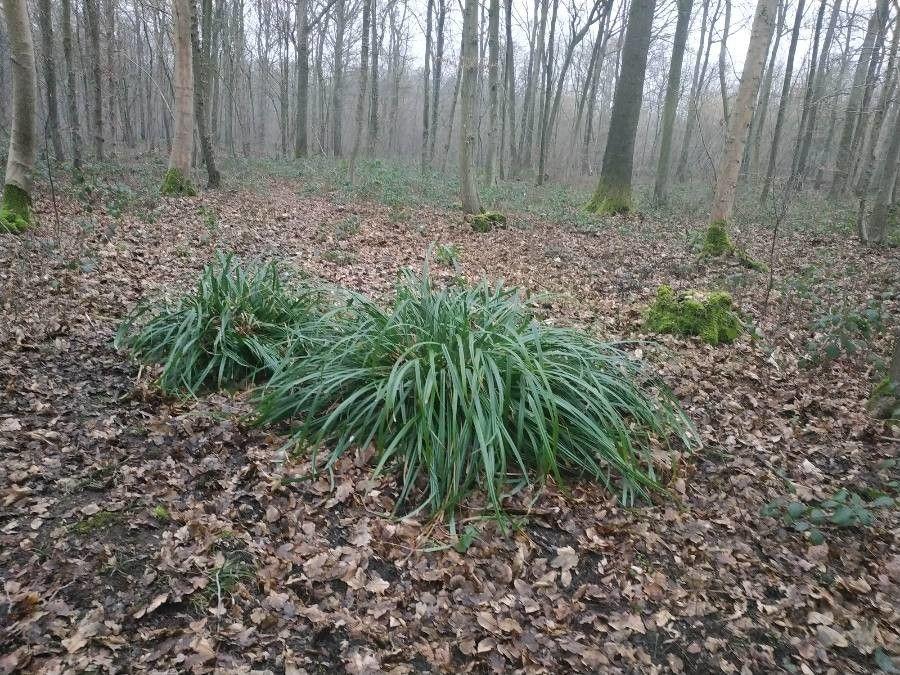 Rough sedge (Carex muricata) thriving in a damp, partly shaded garden bed with surrounding native plants