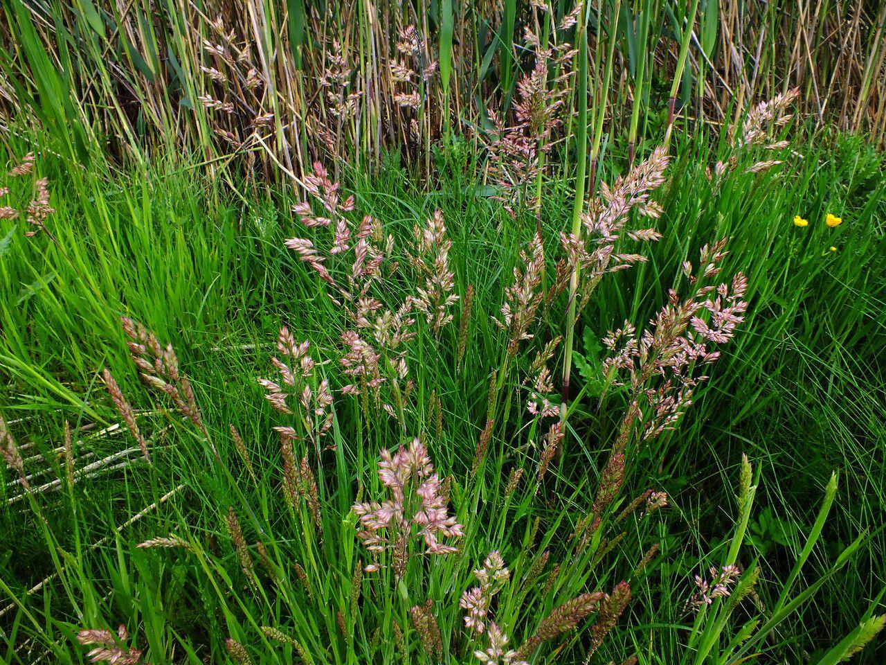 Weiches Honiggras in voller Blüte unter lichten Laubbäumen, mit silbrigen Blütenständen
