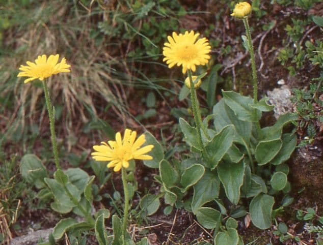 Doronicum clusii avec fleurs jaunes dorees en montagne