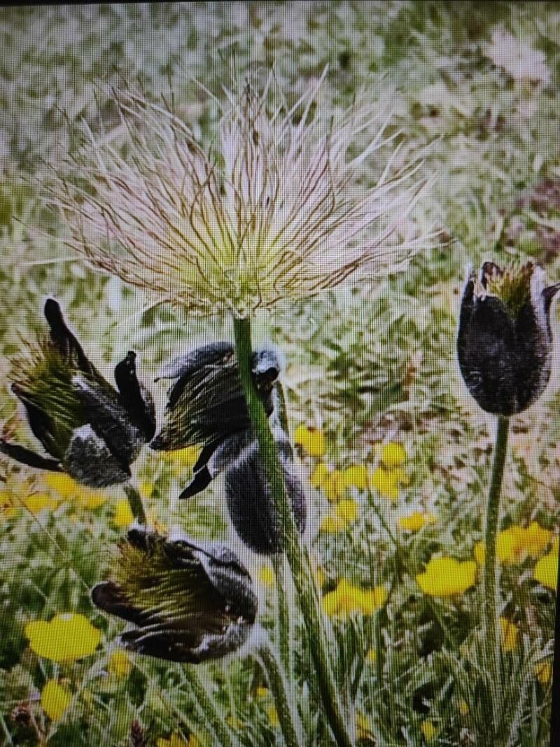 Anemone montana avec fleurs pourpres en milieu alpin