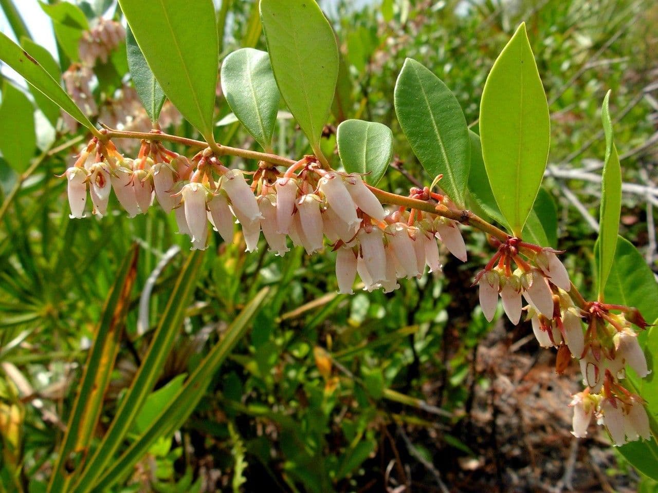 Lyonia lucida Strauch mit roehrenfoemigen rosa Bluetentrauben im Fruehjahr