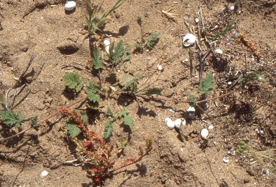 Erodium laciniatum plant met getande bladeren en roze bloemen in natuurlijke omgeving