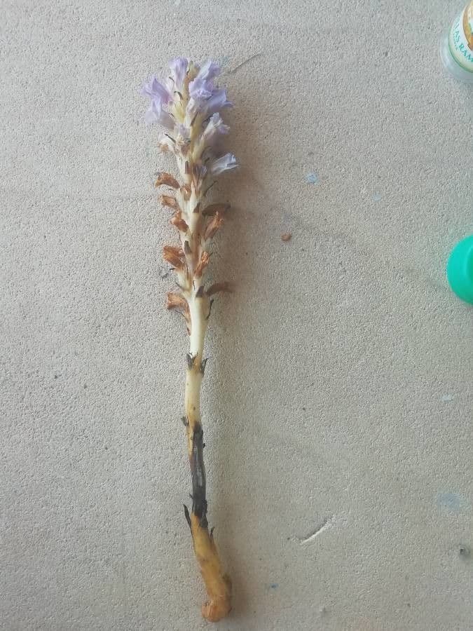 Orobanche cernua Bluten in Blautonen