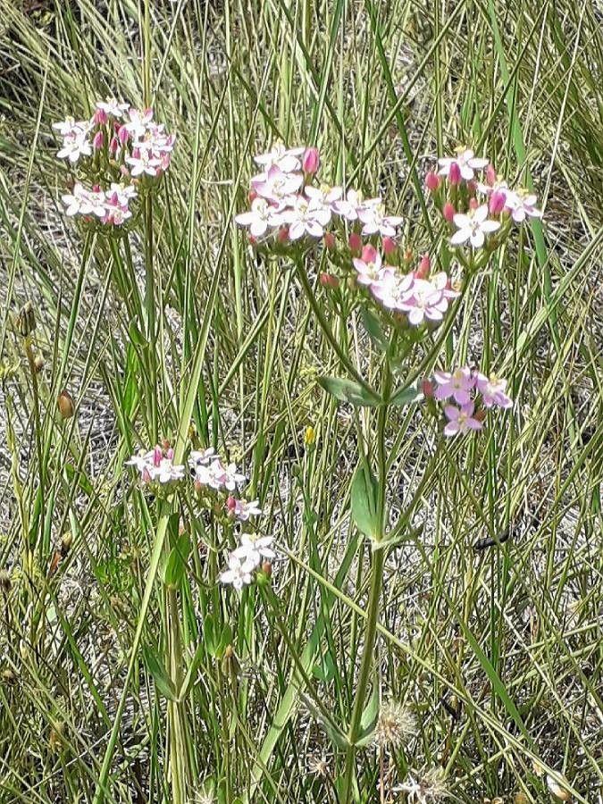 Echtes Tausendguldenkraut in voller Blüte mit sternförmigen purpurroten Blüten auf einem sonnigen, trockenen Hang