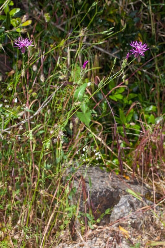 Plante crupine du Midi avec fleurs violettes