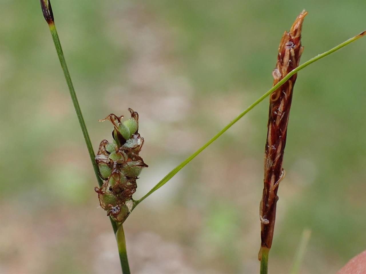 Carex filiformis in its natural marshy habitat