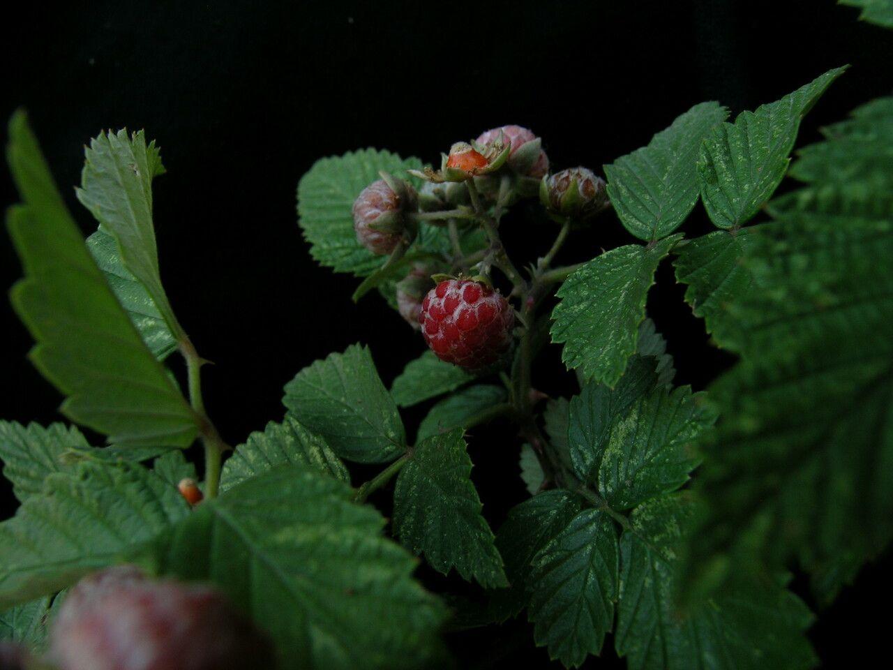 Mysorehimbeere mit weißen Blüten und grünem Laub in einer sonnigen Gartenecke