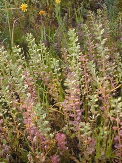 Lepidium nitidum - passerage luisant avec ses silicules brillantes