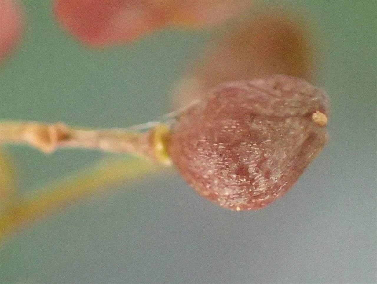 Kleine Büschel der Kleinen Felskresse mit winzigen weißen Blüten, die in Felsspalten und Mauerfugen wachsen