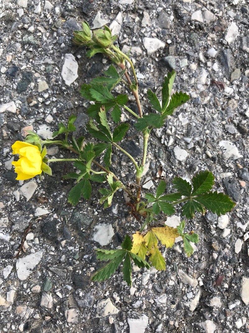 Potentille rampante en fleurs, montrant ses petites fleurs jaunes brillantes et ses feuilles en forme de main dans un jardin naturel.