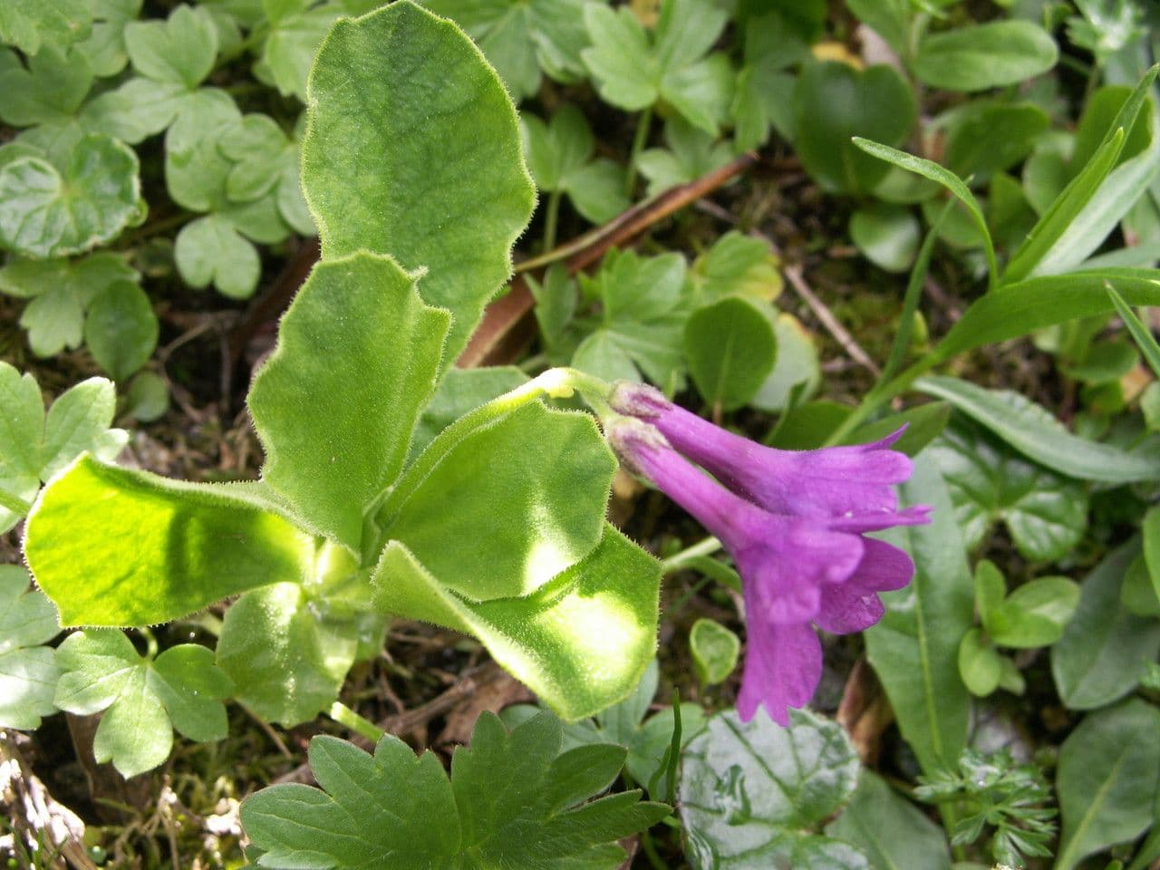 Primula latifolia Pflanze mit lila Blüten in alpiner Umgebung
