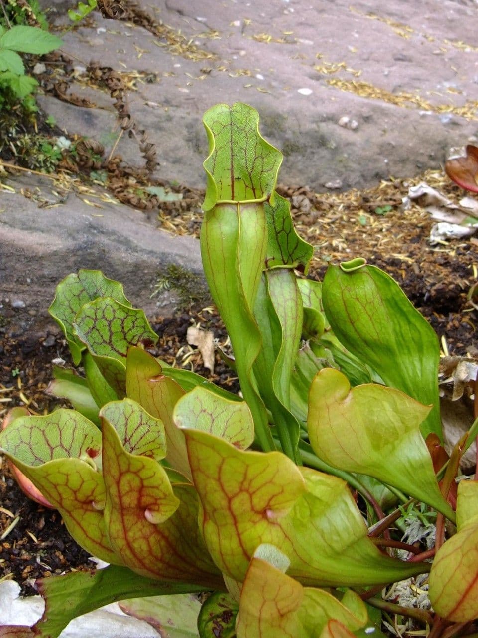 Purple pitcher plant shows characteristic red and purple pitchers with nectar lures