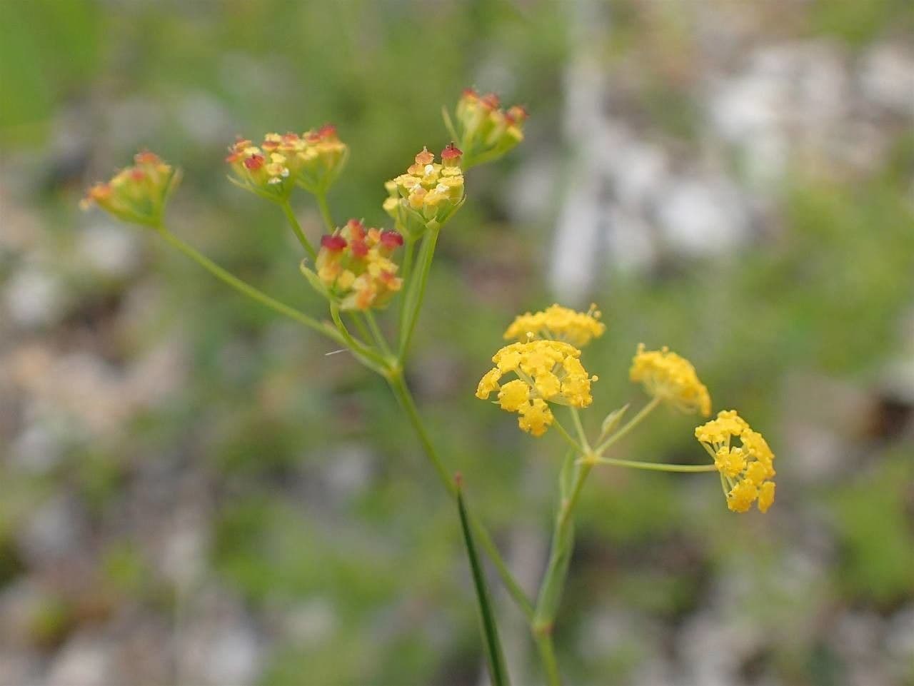 Bupleurum falcatum sickle-leaf hare's-ear flowers and foliage