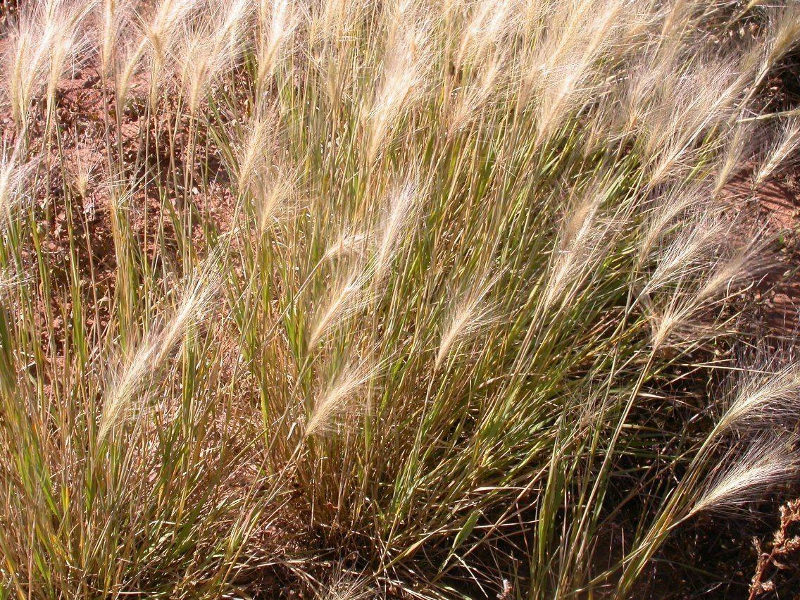 Foxtail barley plumes glowing in golden afternoon light, soft and feathery above green blades