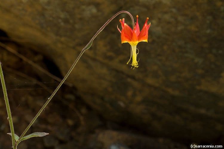 Red and yellow flowers of Aquilegia eximia Van Houtte's columbine