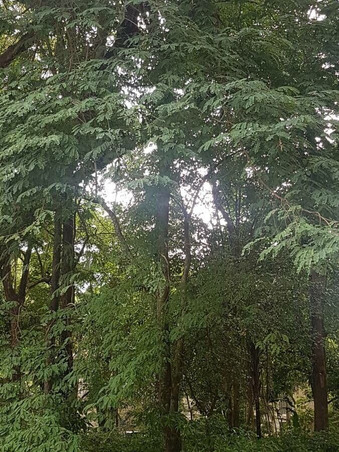 Rötlich-brauner Palisanderholzbaum mit zusammengesetzten Blättern