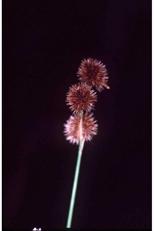 Juncus brachycarpus Kurzfruchtige Binse am Ufer eines Gartenteichs mit aufrechten grunen Halmen