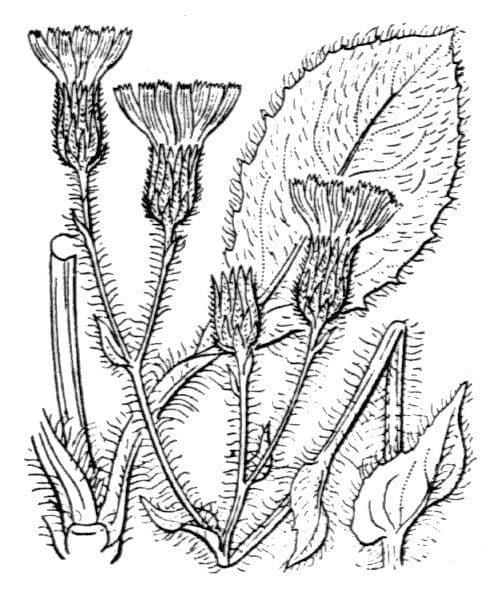 Hieracium compositum eperviere avec fleurs jaunes sur terrain rocheux