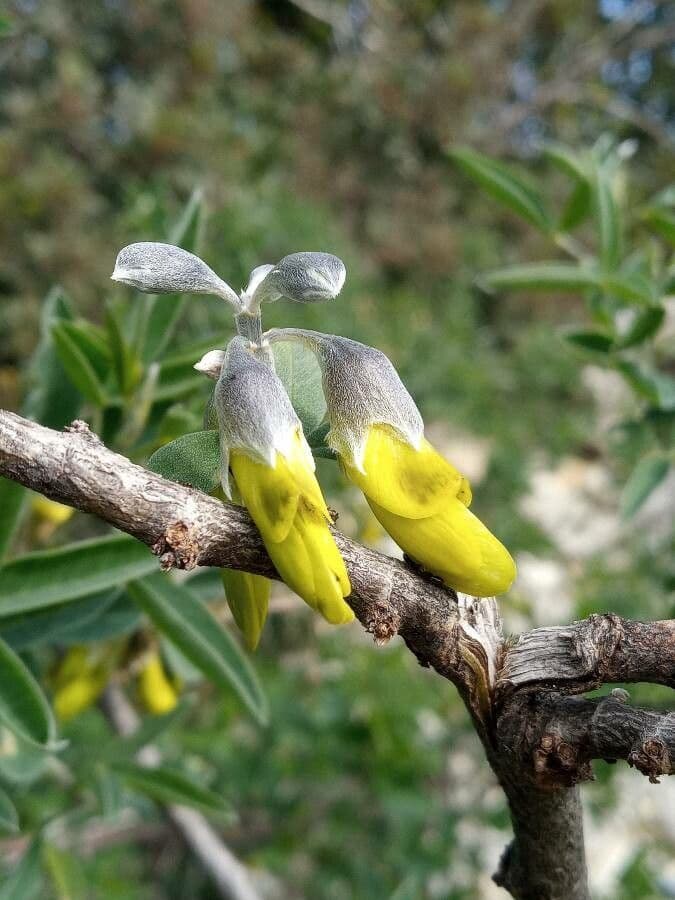 Fleurs jaunes brillantes d'Anagyre fetide