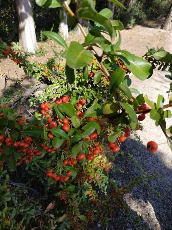 Dense branches of Formosa Firethorn laden with bright orange berries
