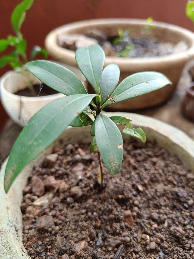 Garcinia indica bladeren en vruchten