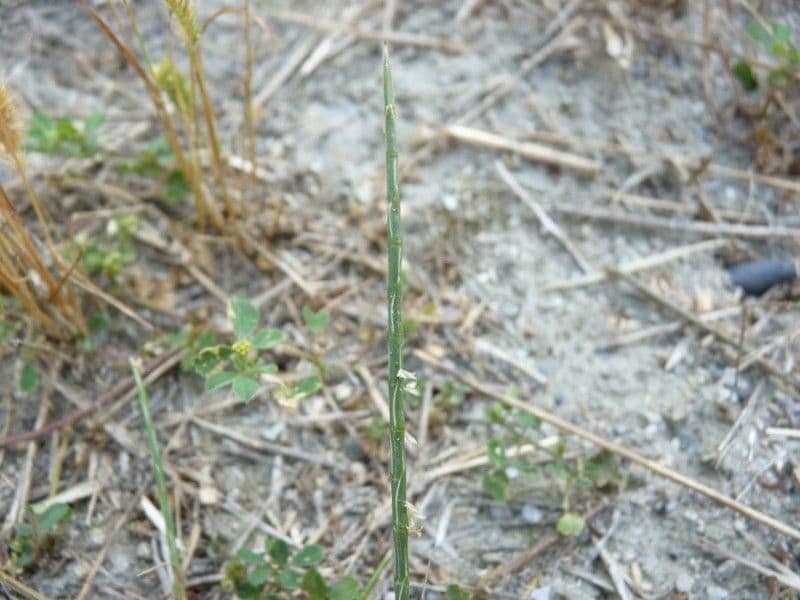Hainardia cylindrica showing characteristic upright flower spikes