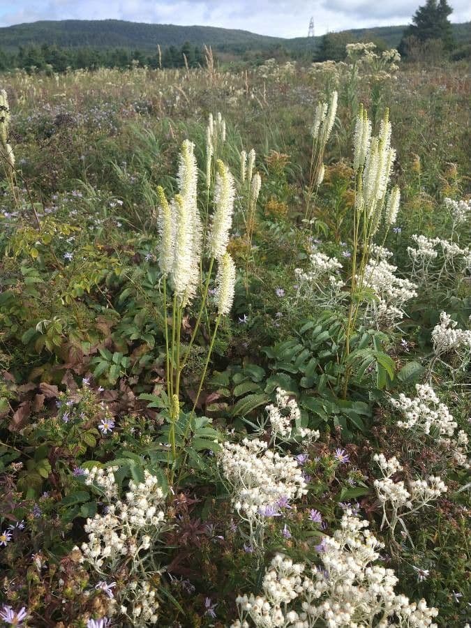 Sanguisorba canadensis weisse Bluten im Sommer