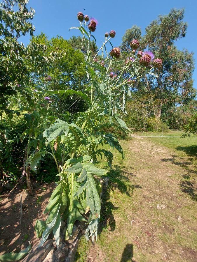 Kardoenplant met grote grijsgroene bladeren en paarse bloemknoppen in een zonnige tuin