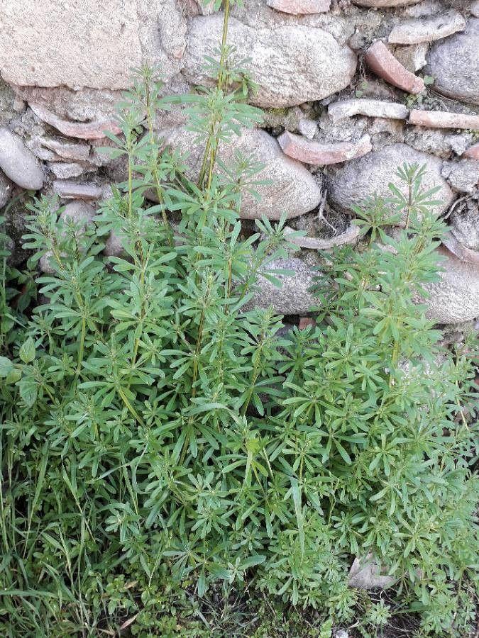 Plante de gaillet gratteron avec tiges vertes et petites fleurs blanches, grimpant sur une clôture en bois