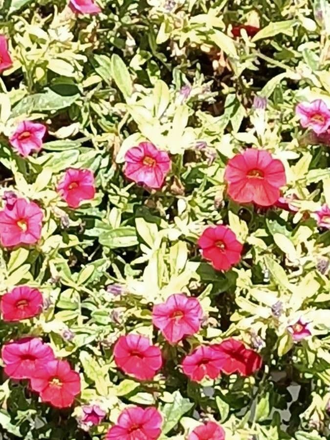 Vibrant phlox de Drummond avec des couleurs melangees en pleine floraison