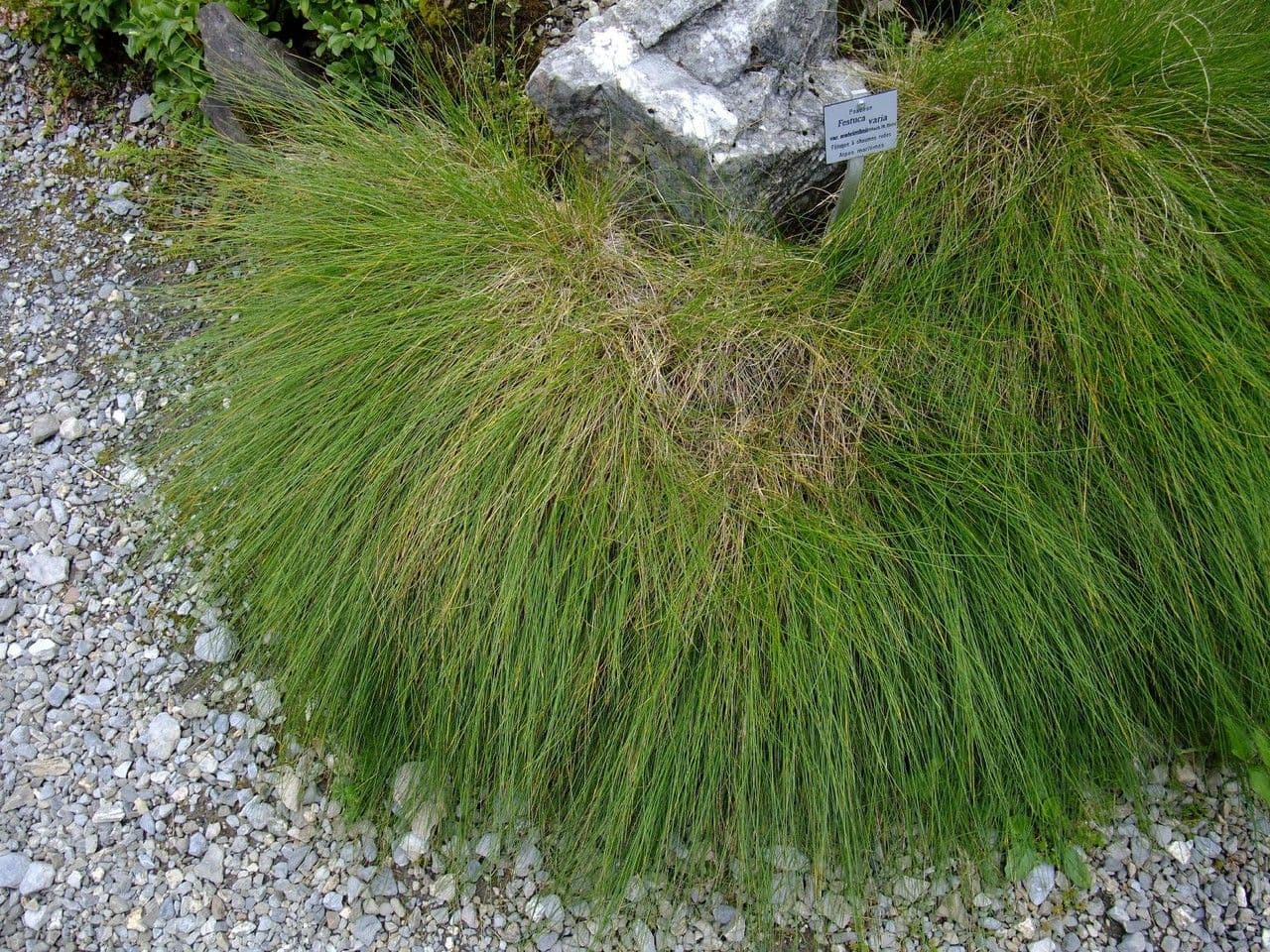 Festuca scabriculmis poussant elegamment dans un cadre alpin