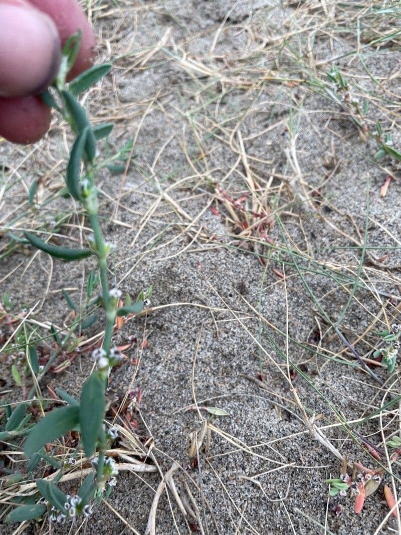Sharp-fruit knotweed (Polygonum oxyspermum) growing on sandy coastal shore in natural beach habitat