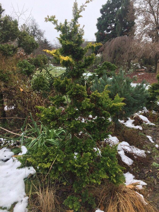 Chamaecyparis obtusa im Frühling, mit frischem grünem Laub und kegelförmigem Wuchs