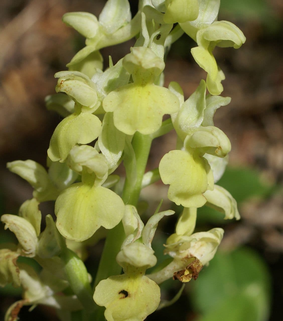Orchis flower
