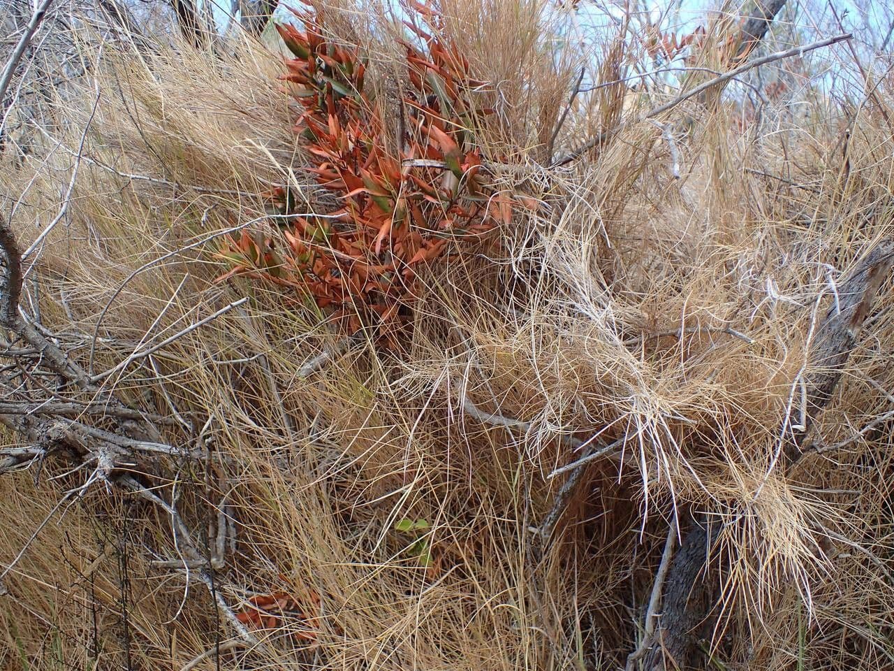 Brachypodium retusum als dichte Horst-bildende Grasart auf einem trockenen Kalkfelsen