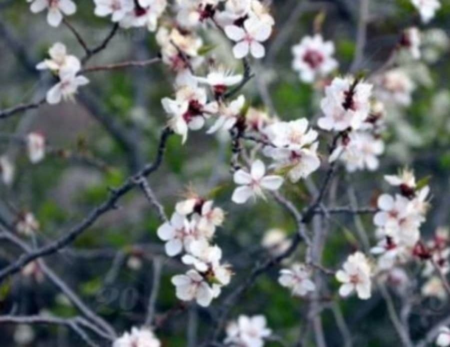 Prunus sibirica en pleine fleur de printemps avec des fleurs blanches