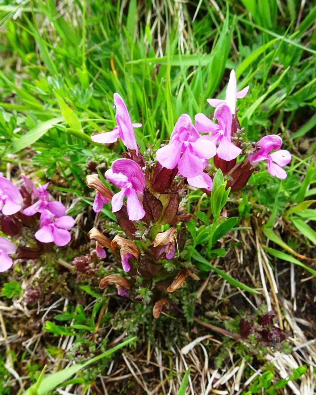 Pedicularis sylvatica mit purpurroten Blüten in Heide