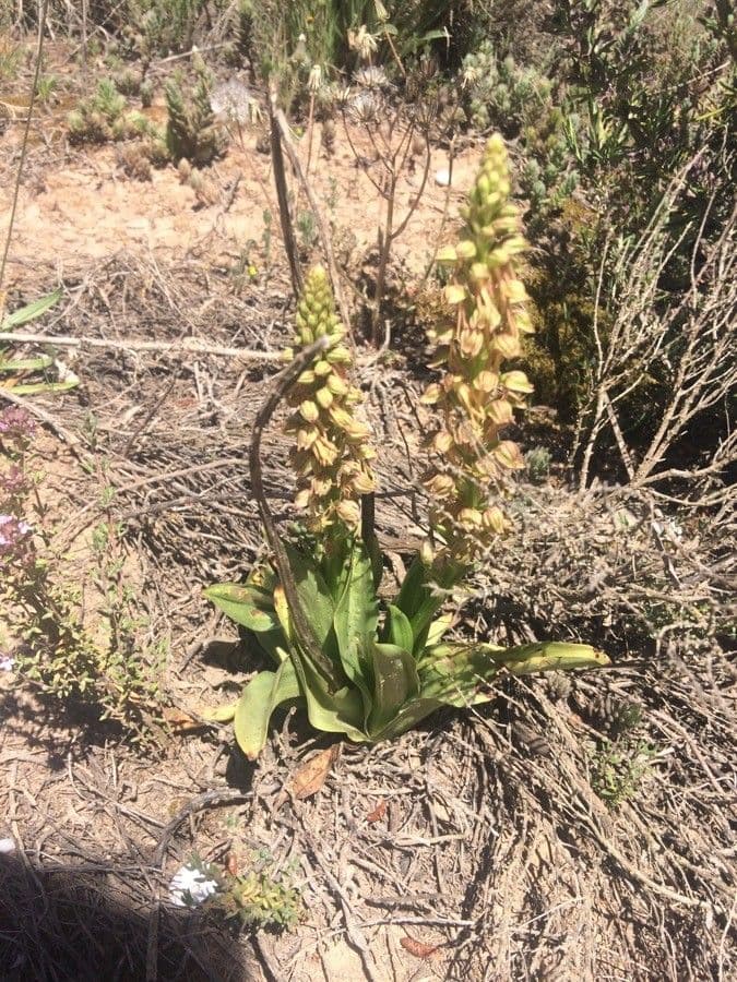 Orchis anthropophora Mannsknabenkraut mit Bluten, die Silhouetten ahneln, die stilisierte menschliche Figuren darstellen