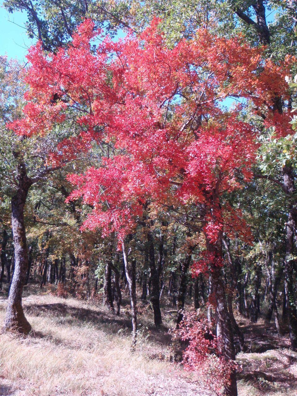 Érable de Montpellier en automne, avec feuilles à trois lobes et fleurs jaunes au printemps